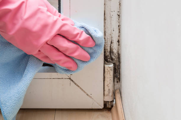Best Mold Cleaning Services  in Atlanta, IL